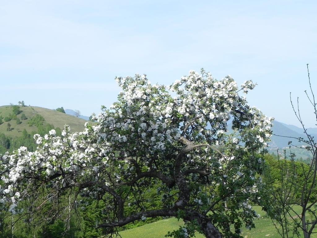 Pensiunea Tabacaru Peştera Buitenkant foto