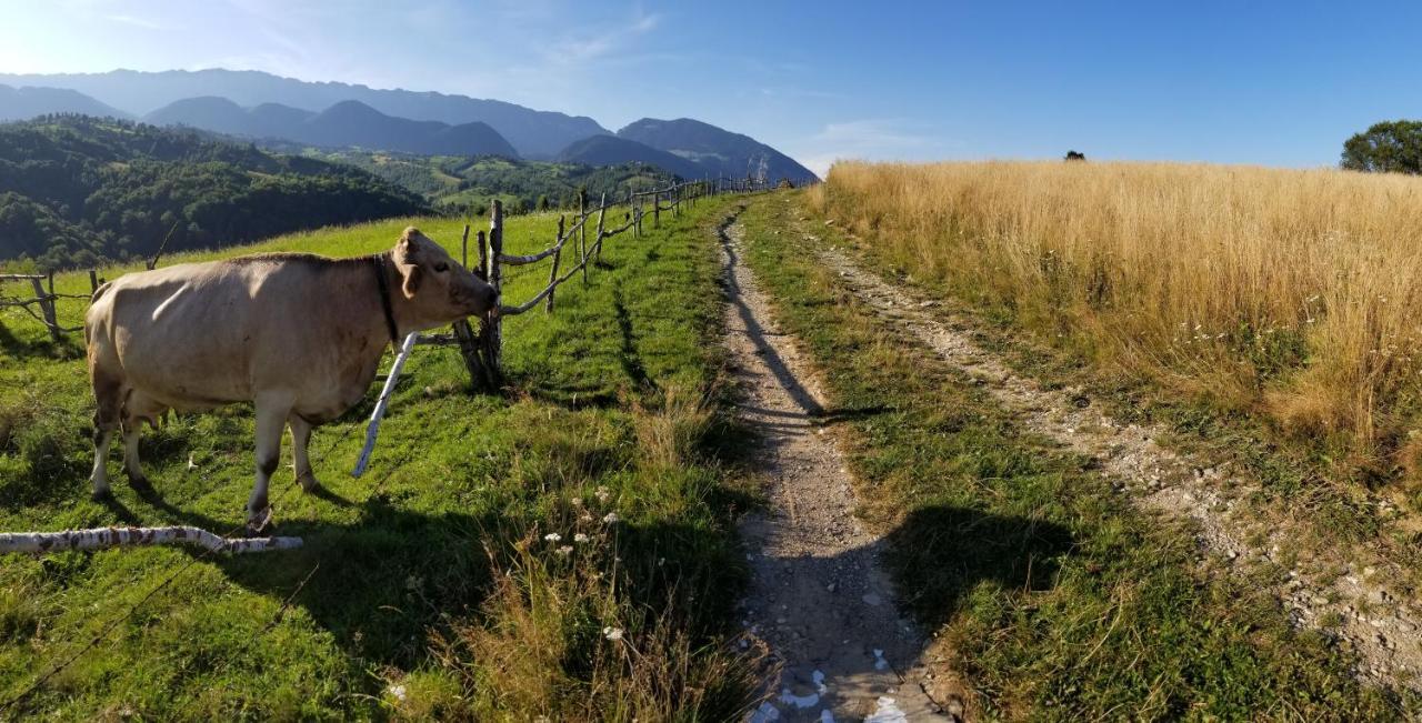Pensiunea Tabacaru Peştera Buitenkant foto