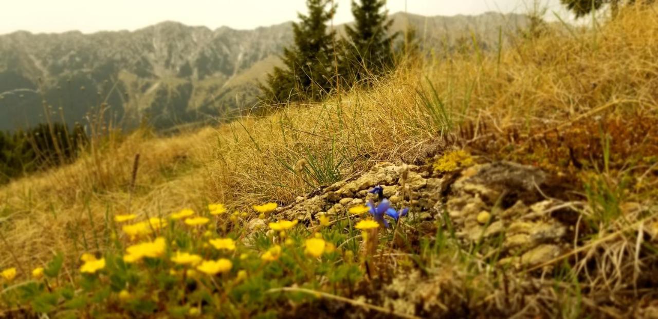 Pensiunea Tabacaru Peştera Buitenkant foto